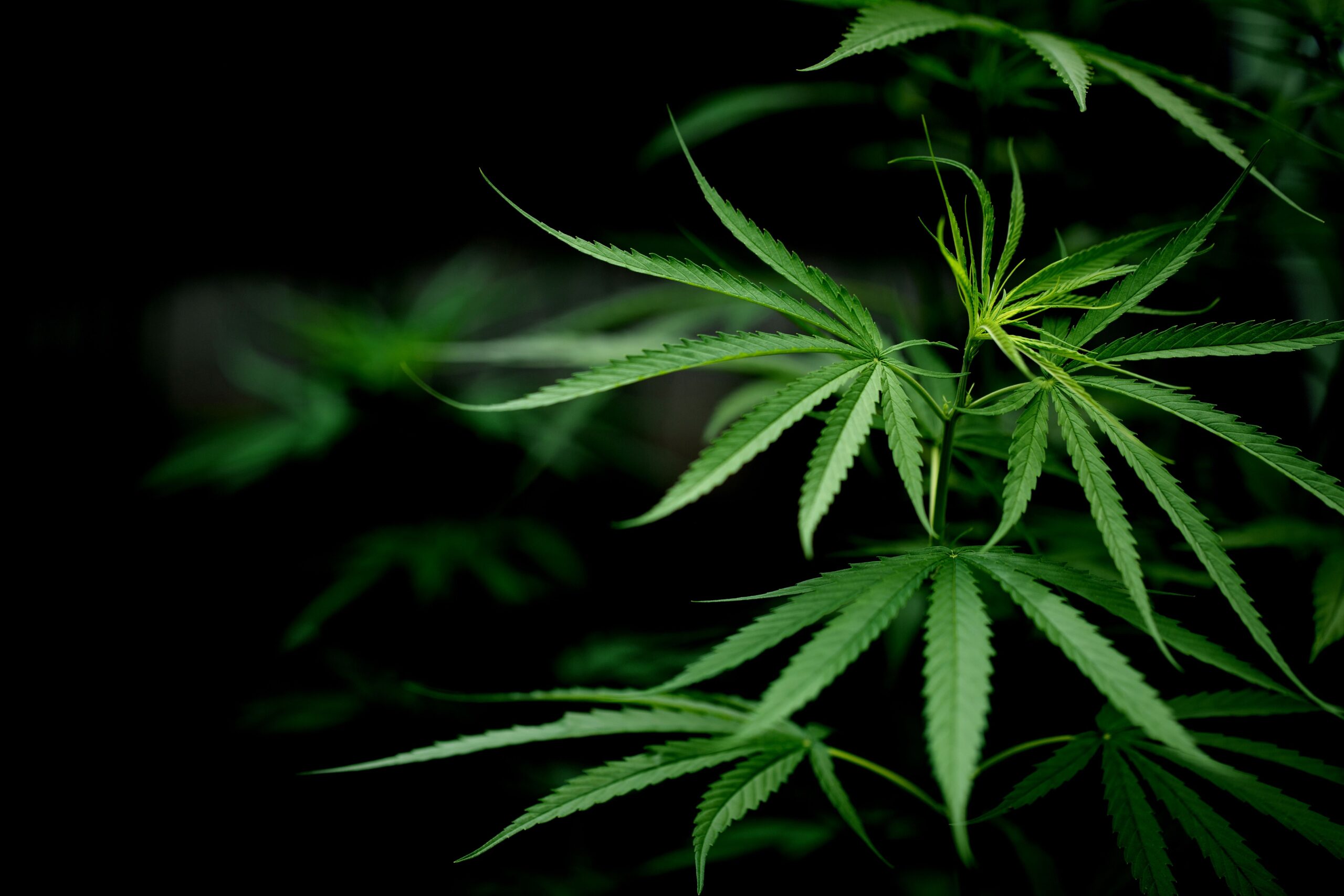 cannabis-marijuana maconha