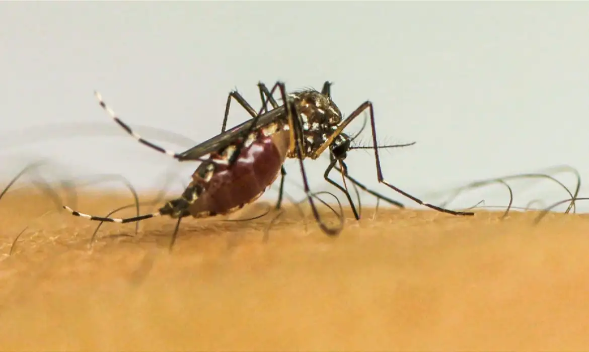 mosquito dengue