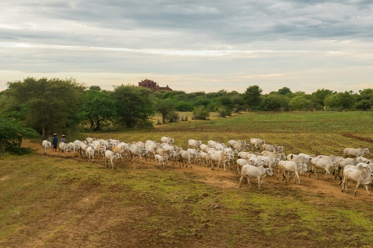 vacas Freepik