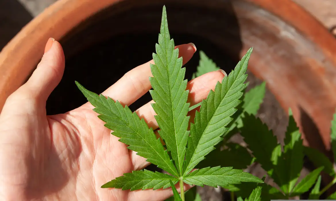maconha
