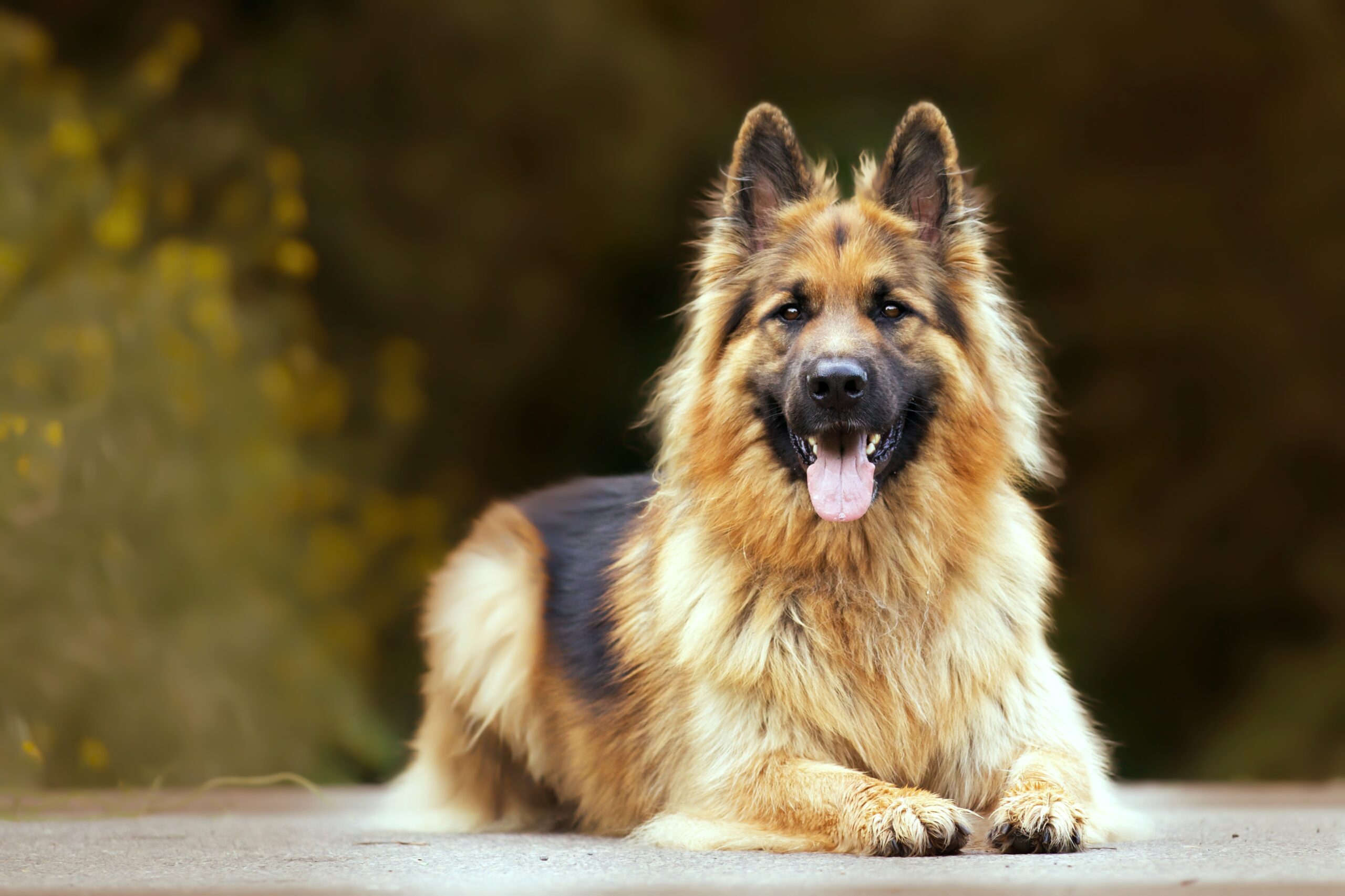 Conheça as raças de cachorro