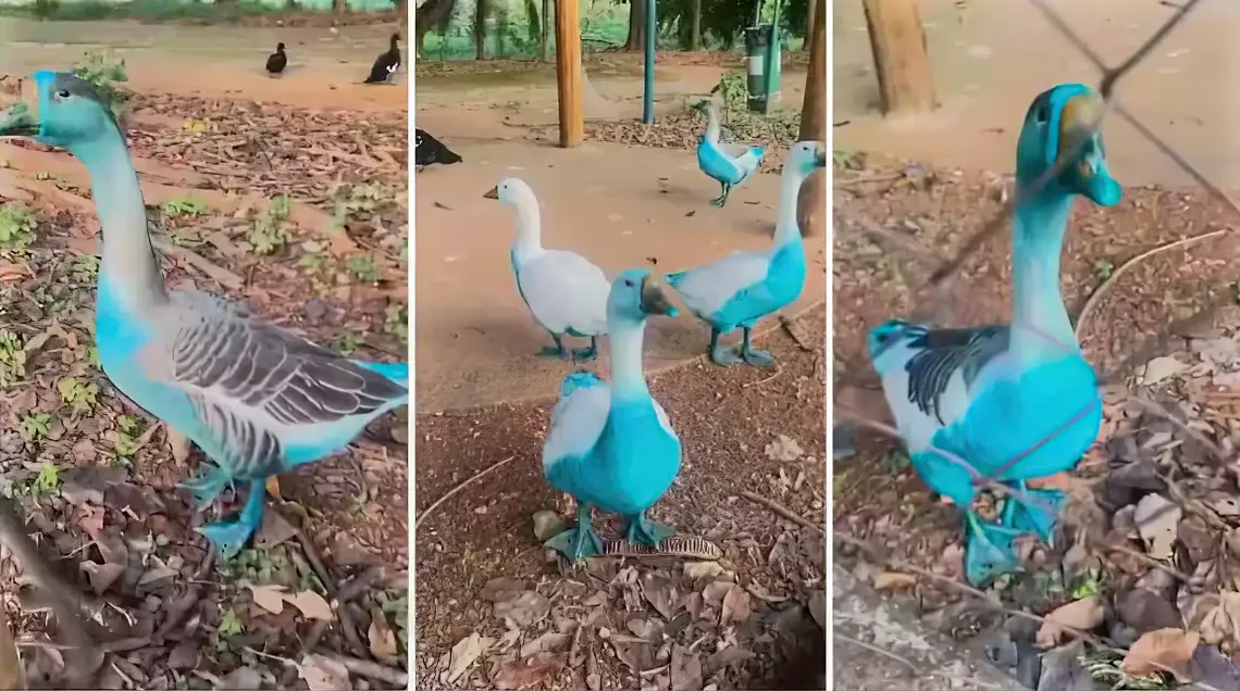 Aves ficam azuis após